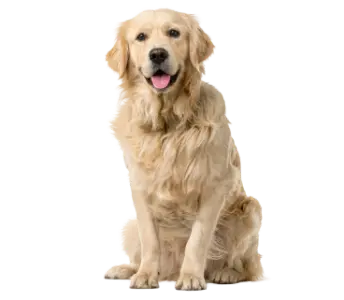 tiere